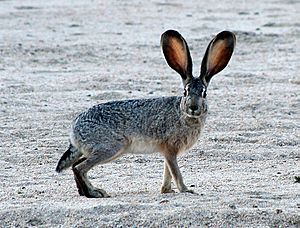 Jackrabbit2 crop