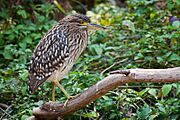 Juvenile nankeen night heron