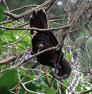 Kaka parrot