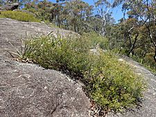 Kunzea bracteolata (The Granites)