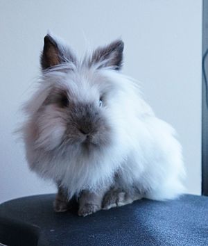 Lionhead rabbit Dobby