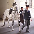 Lipizzaner DSC02450