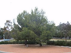 Lone Pine ADFA