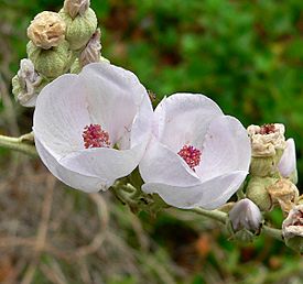 Malacothamnus fasciculatus var nuttallii 2