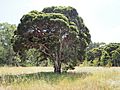 Melaleuca decora habit