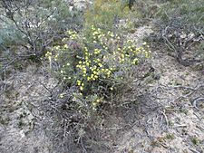 Melaleuca pungens (habit)