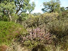 Melaleuca tuberculata (habit)