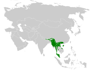 Melanochlora sultanea distribution map.png