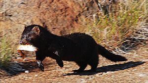 Mink with catch