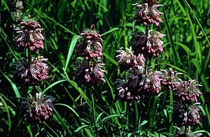 Monarda citriodora.jpg