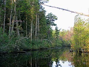 Mullica River 5