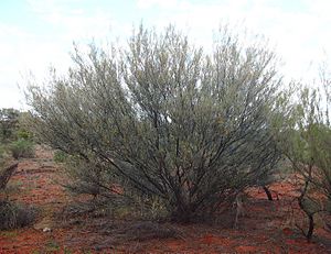 Narrow leafed mulga