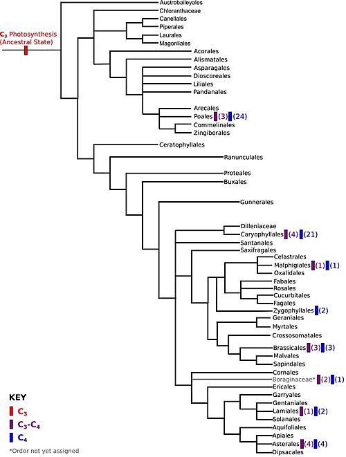 Phenotypic-landscape-inference-reveals-multiple-evolutionary-paths-toC4-photosynthesis-elife00961fs002