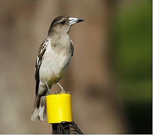 Pied Butcherbird 2