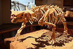 Pinacosaurus.jpg