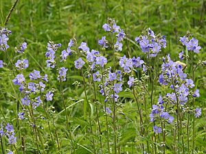 Polemonium caeruleum RF