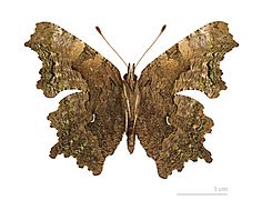 Polygonia faunus MHNT ventre