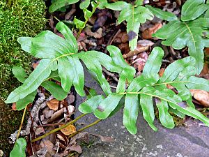 Polypodium scouleri 2.jpg