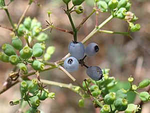 Polyscias sambucifolia.jpg