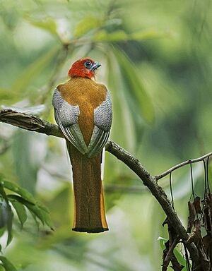 Red-headed Trogon, Male