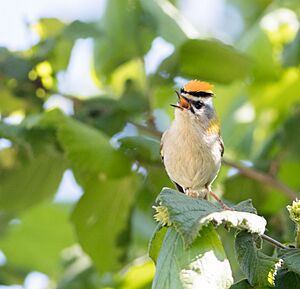 Regulus Ignicapilla Singing with Crest