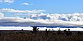 Rising desert fog bank