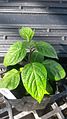 Rocoto Pepper Plant