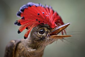 Royal-Flycatcher - TA