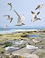 Sandwich Tern from the Crossley ID Guide Britain and Ireland