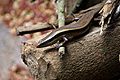 Skink found in Sri Lanka