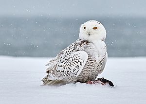 Snowy Owl (240866707)