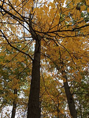 Sugar Maple in Ravine