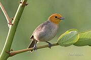 gray songbird with yellow head