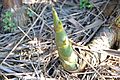 Thorny Bamboo