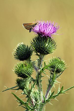 Thymelicus lineola in Wormwood Scrubs Park in London, July 2013 (7)