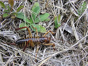 Tree weta