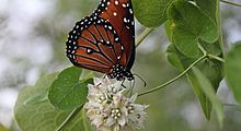 Twining milkweed vine