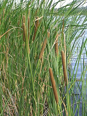 Typha angustifolia (habitus) 1