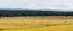 Wang Nuea district rice harvest