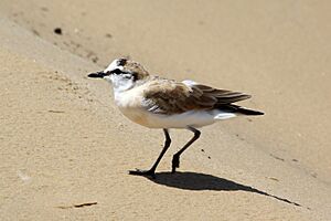 White-fronted plover (Charadrius marginatus).jpg