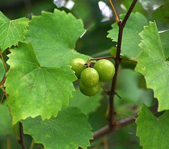 Wild muscadine