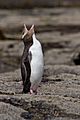 Yellow-eyed Penguin crying MC