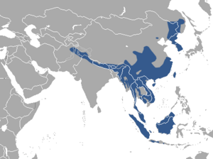 Yellow-throated Marten area.png