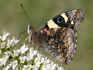 Yellow Admiral 07