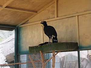 Yellow Knobbed Curassow (15834306364).jpg