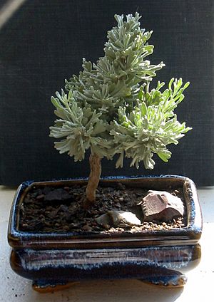 Young sagebrush