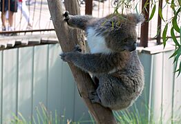 A koala (Phascolarctos cinereus) in Melbourne Zoo - Flickr - odako1