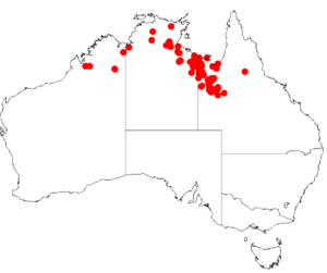 Acacia asperulaceaDistMap75.png