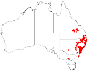 Actinotus helianthiDistMap5.png