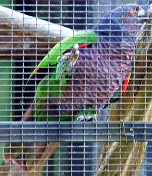 Amazona imperialis -Roseau -Dominica -aviary-6a-3c.jpg